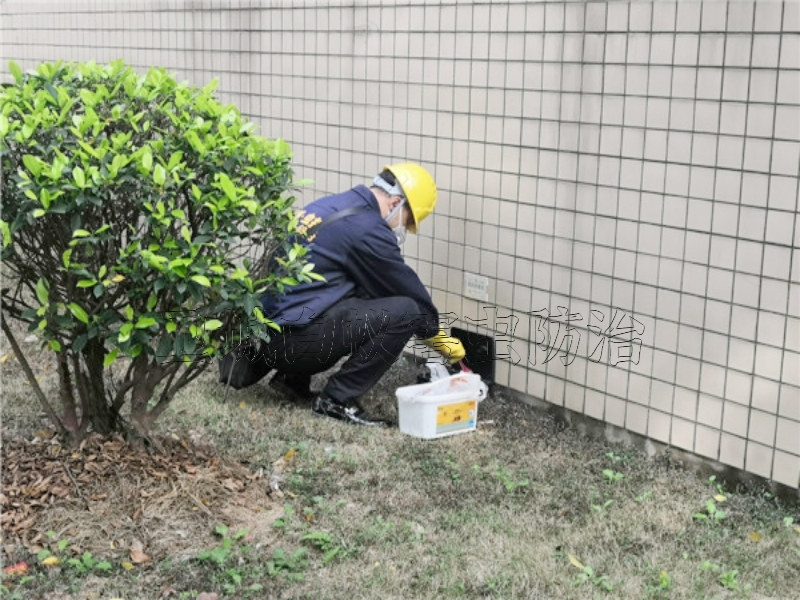 由于老鼠对危害大如何有效杀灭呢,凤岗灭老鼠,清溪专业灭鼠公司